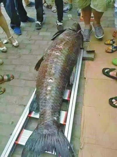 成人激战青鱼视频大全,成人版捕鱼视频盛宴