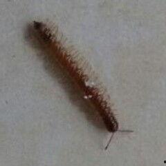 成人虫子能自愈吗视频,科学探索与生活启示