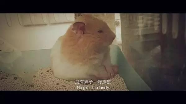 仓鼠投胎成人类视频播放,化身人类，揭秘神奇生命轮回