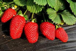 草莓视频成人aap,揭秘成人内容新趋势