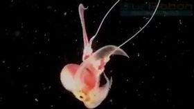 猫变成人整蛊视频,一场颠覆视觉的整蛊大戏