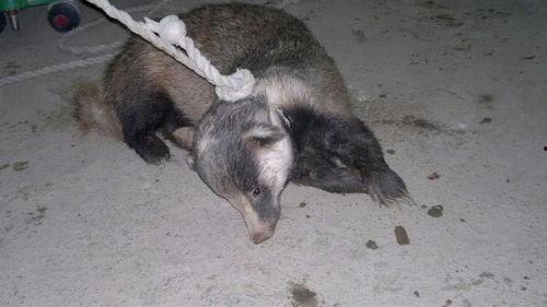 狗獾变成人的视频大全